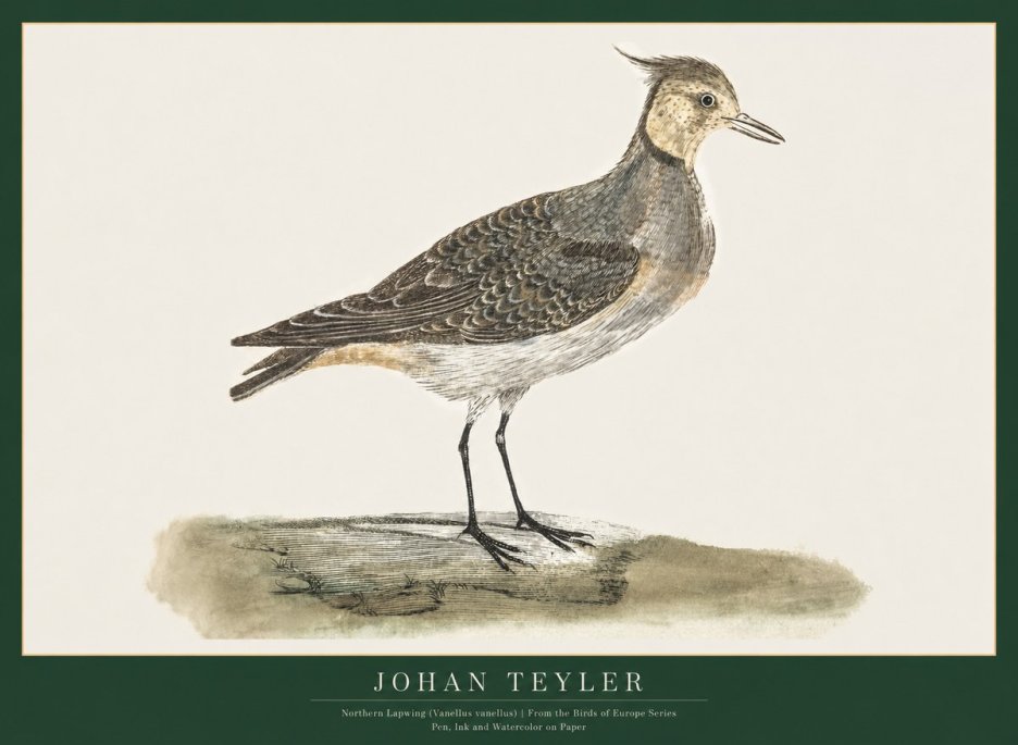 Johan Teyler Northern Lapwing (Vanellus Vanellus) No1 - Poszter