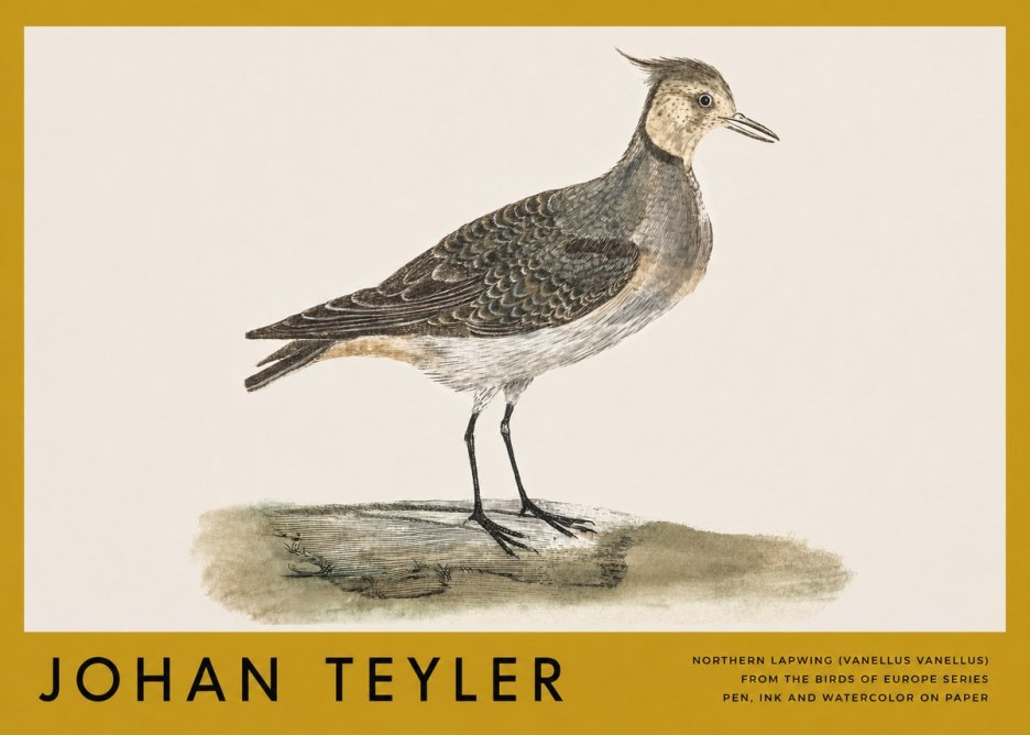 Johan Teyler Northern Lapwing (Vanellus Vanellus) No3 - Poszter