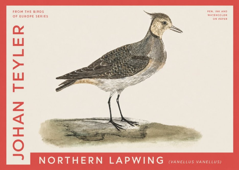 Johan Teyler Northern Lapwing (Vanellus Vanellus) No4 - Poszter
