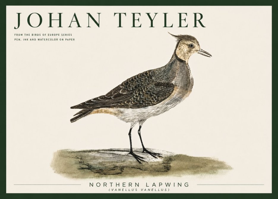 Johan Teyler Northern Lapwing (Vanellus Vanellus) No5 - Poszter