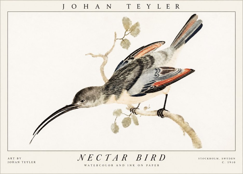 Johan Teyler Nectar Bird No1 - Poszter