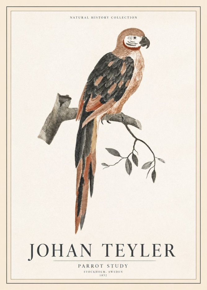 Johan Teyler Parrot Study I No1 - Poszter