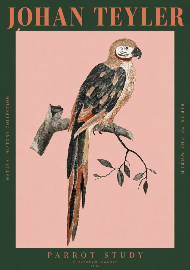 Johan Teyler Parrot Study I No2 - Poszter