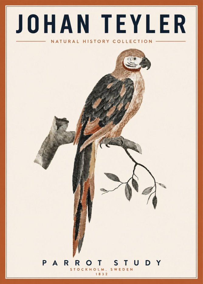 Johan Teyler Parrot Study I No3 - Poszter