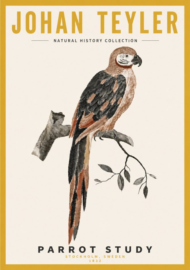 Johan Teyler Parrot Study I No4 - Poszter