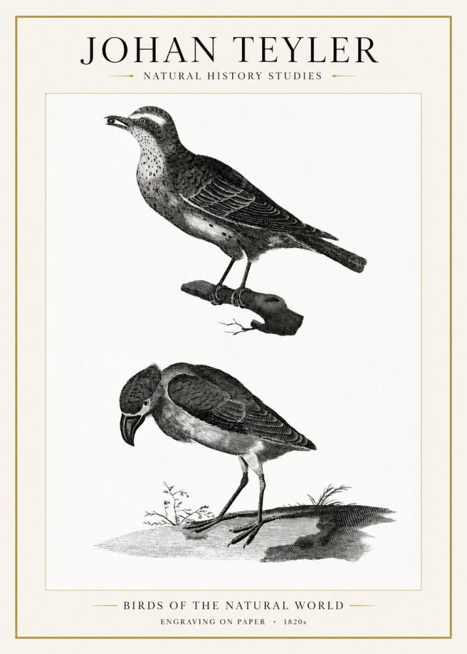 Johan Teyler Birds of the Natural World No1 - Poszter