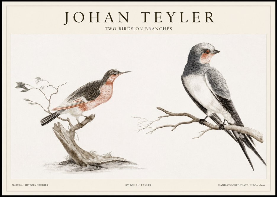 Johan Teyler Two Birds on Branches No1 - Poszter