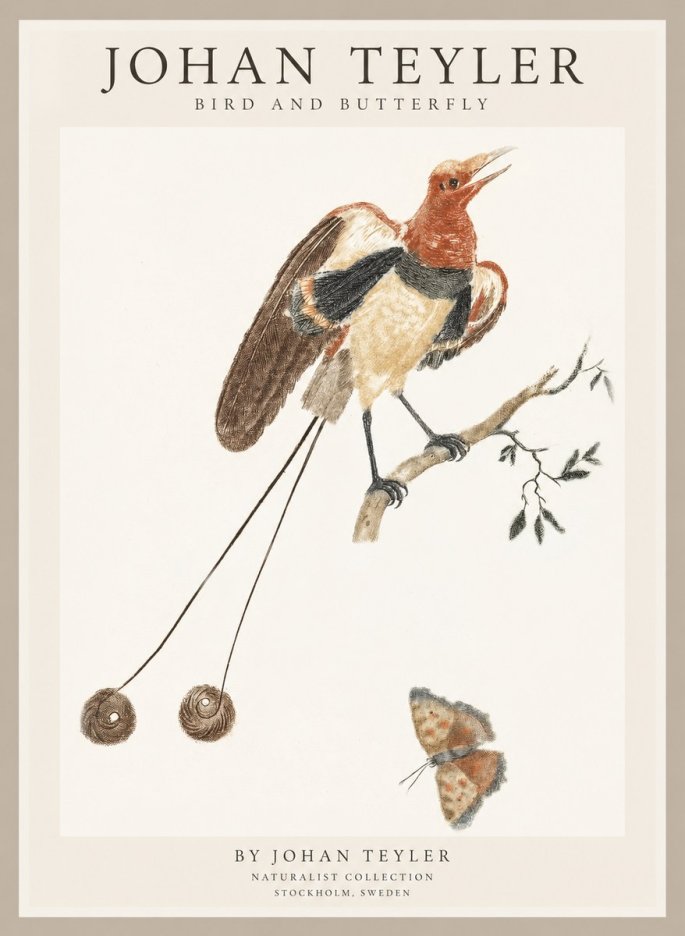 Johan Teyler Bird and Butterfly No1 - Poszter