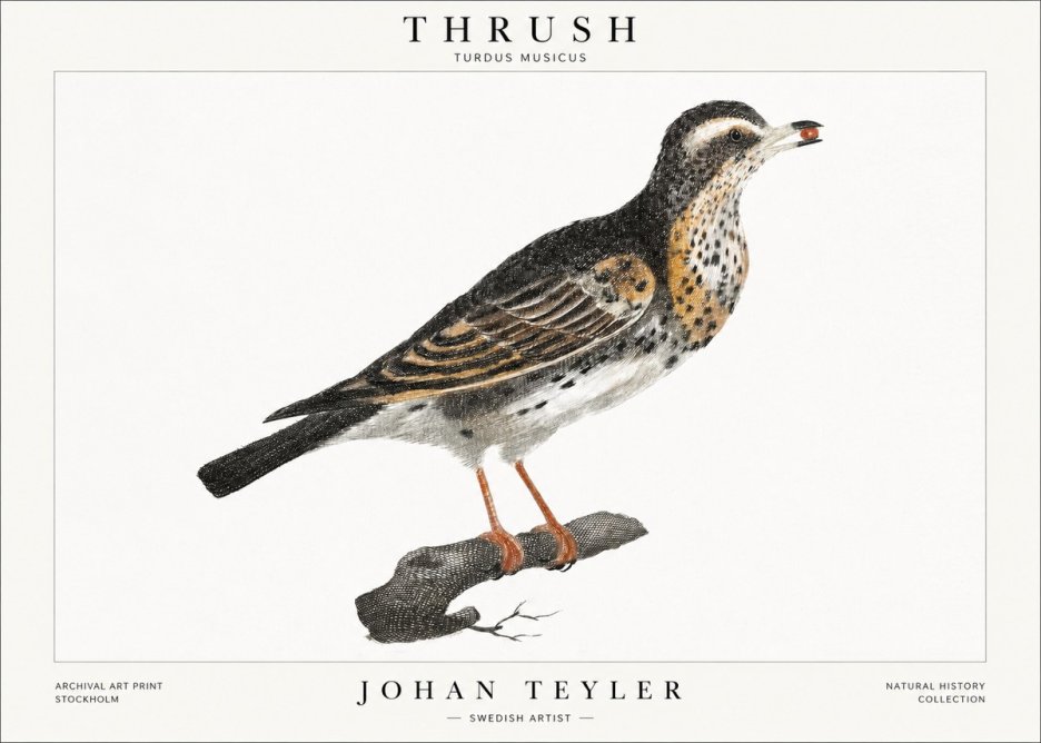 Johan Teyler Thrush No1 - Poszter