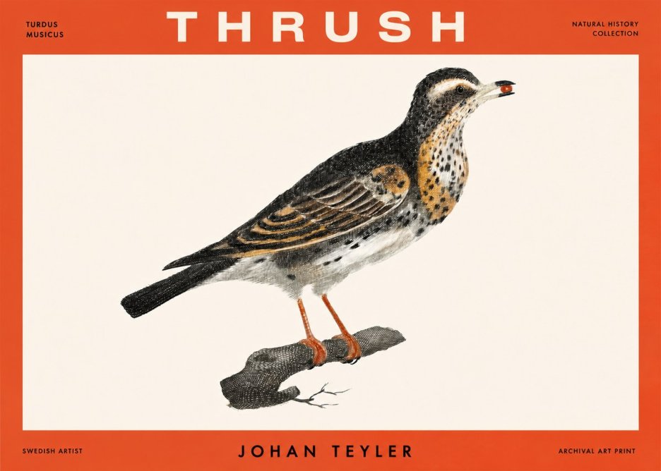 Johan Teyler Thrush No2 - Poszter