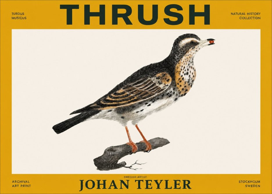 Johan Teyler Thrush No3 - Poszter