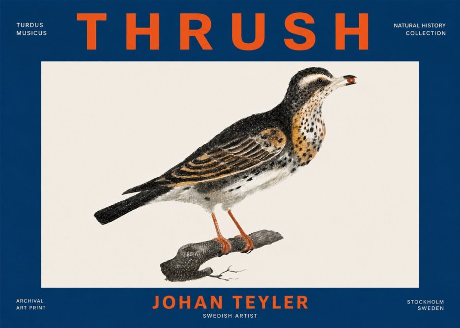 Johan Teyler Thrush No4 - Poszter