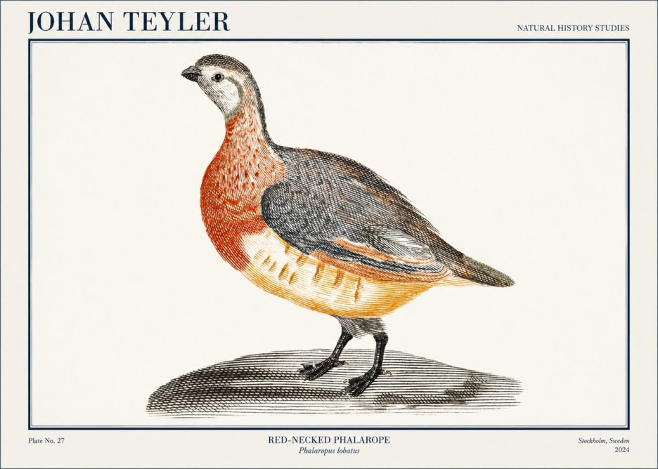 Johan Teyler Red-necked Phalarope No1 - Poszter