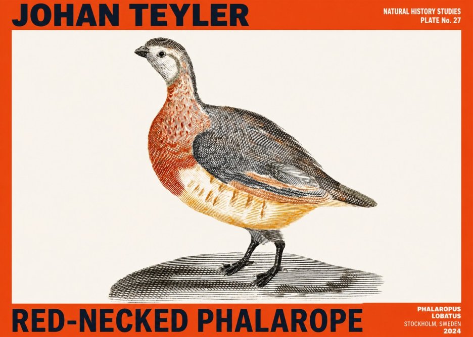 Johan Teyler Red-necked Phalarope No2 - Poszter
