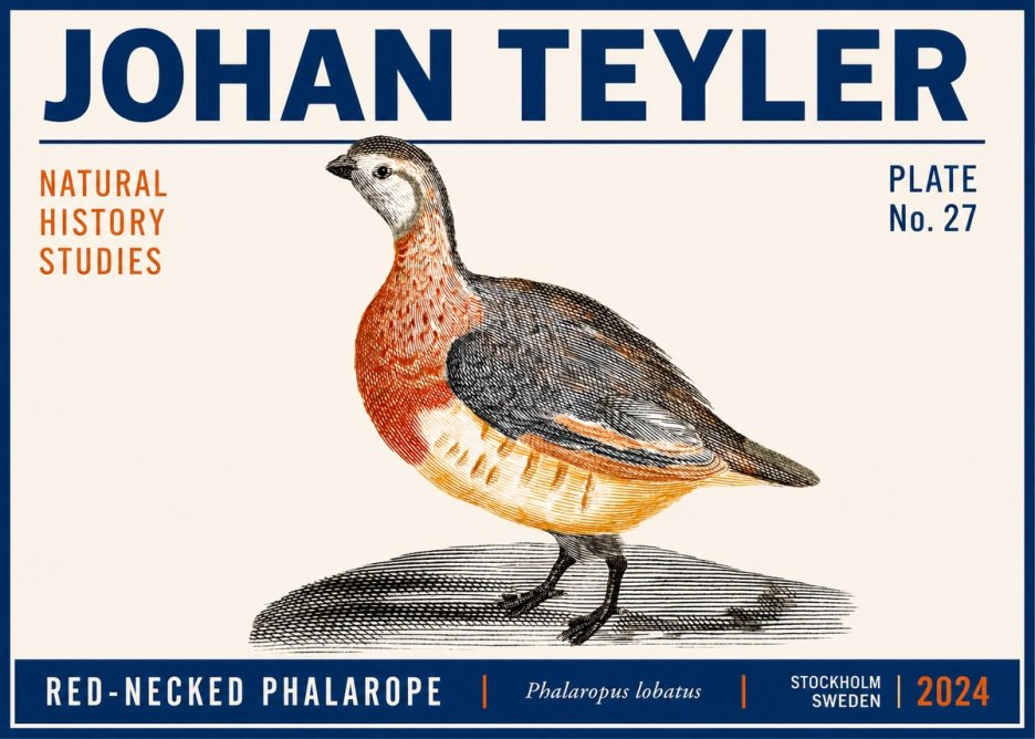 Johan Teyler Red-necked Phalarope No6 - Poszter