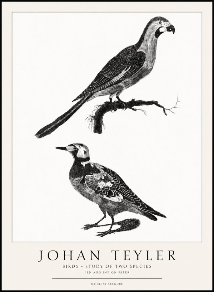 Johan Teyler Birds - Study of Two Species No1 - Poszter