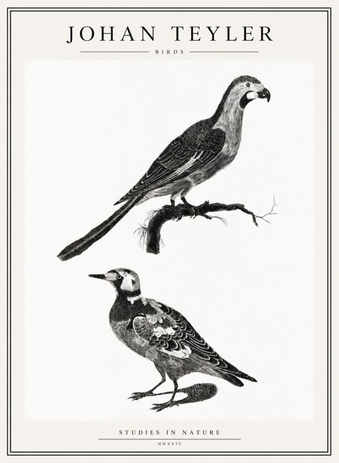 Johan Teyler Birds - Study of Two Species No2 - Poszter