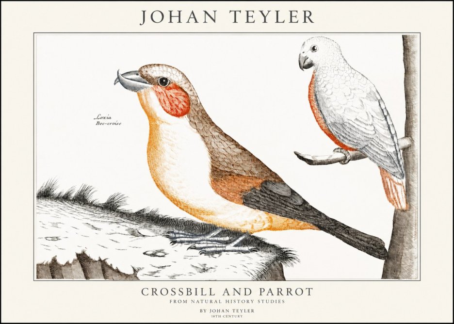 Johan Teyler Crossbill and Parrot No1 - Poszter