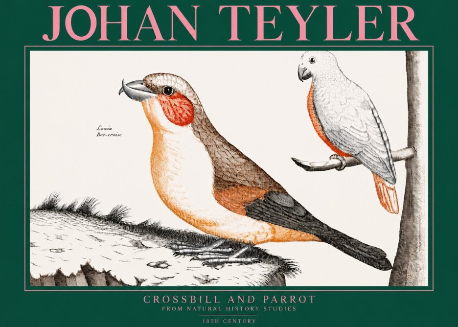 Johan Teyler Crossbill and Parrot No3 - Poszter