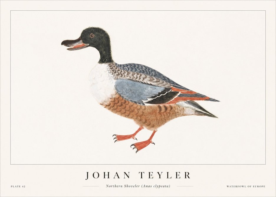 Johan Teyler Northern Shoveler (Anas Clypeata) No1 - Poszter