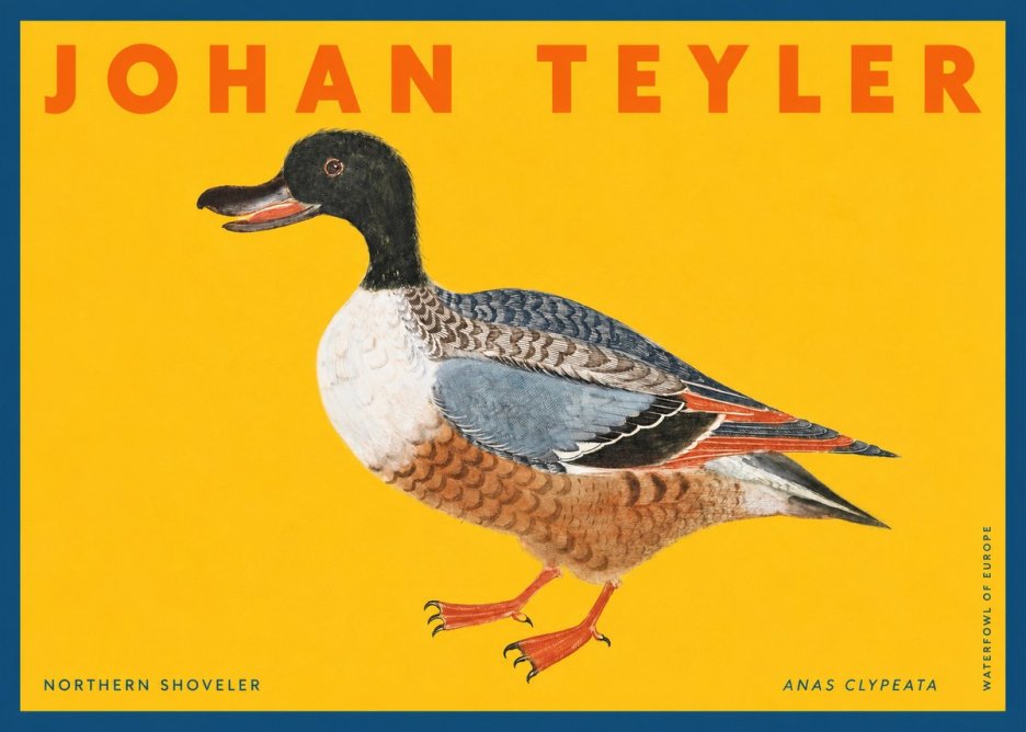 Johan Teyler Northern Shoveler (Anas Clypeata) No2 - Poszter