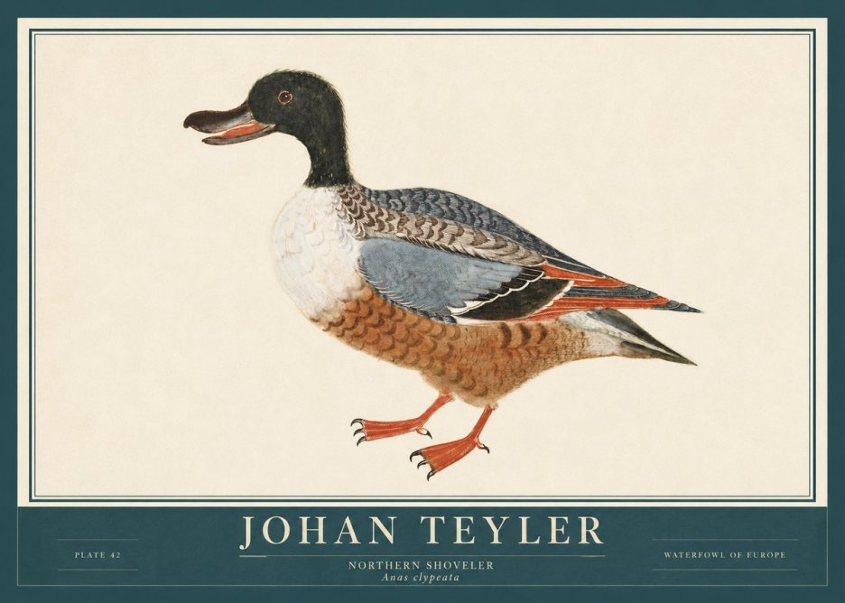 Johan Teyler Northern Shoveler (Anas Clypeata) No3 - Poszter