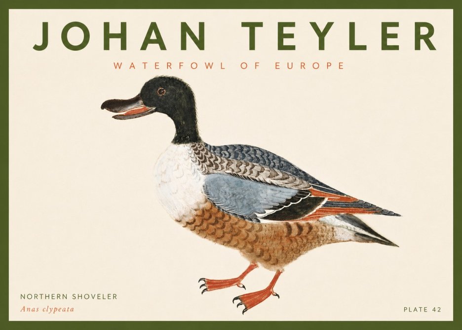 Johan Teyler Northern Shoveler (Anas Clypeata) No4 - Poszter