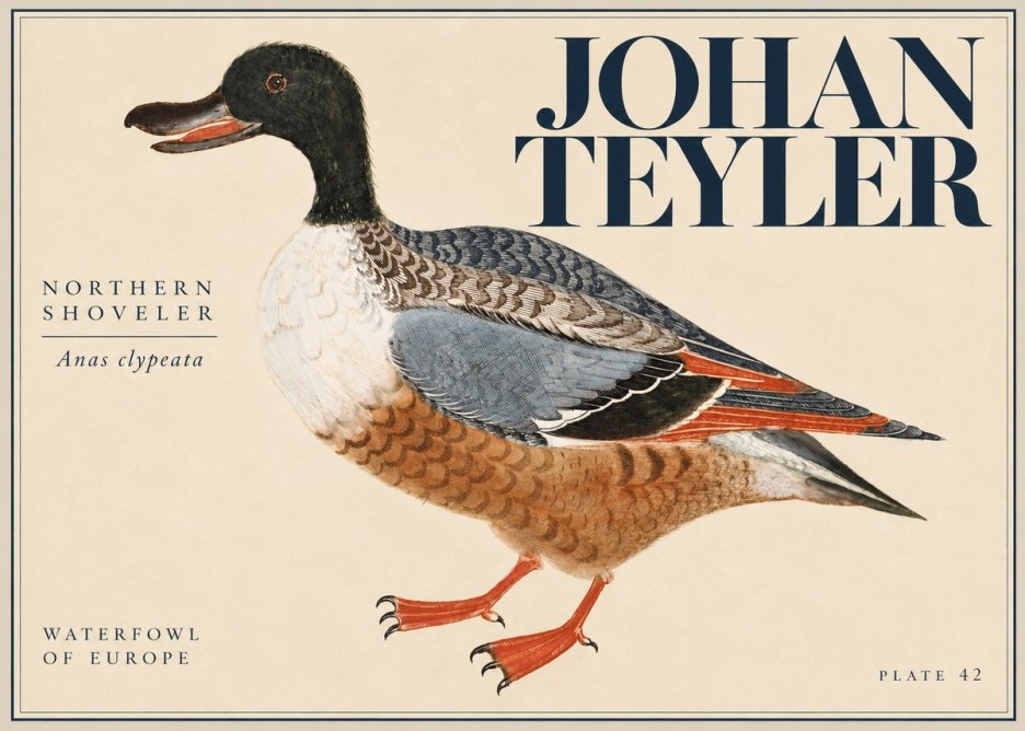 Johan Teyler Northern Shoveler (Anas Clypeata) No5 - Poszter