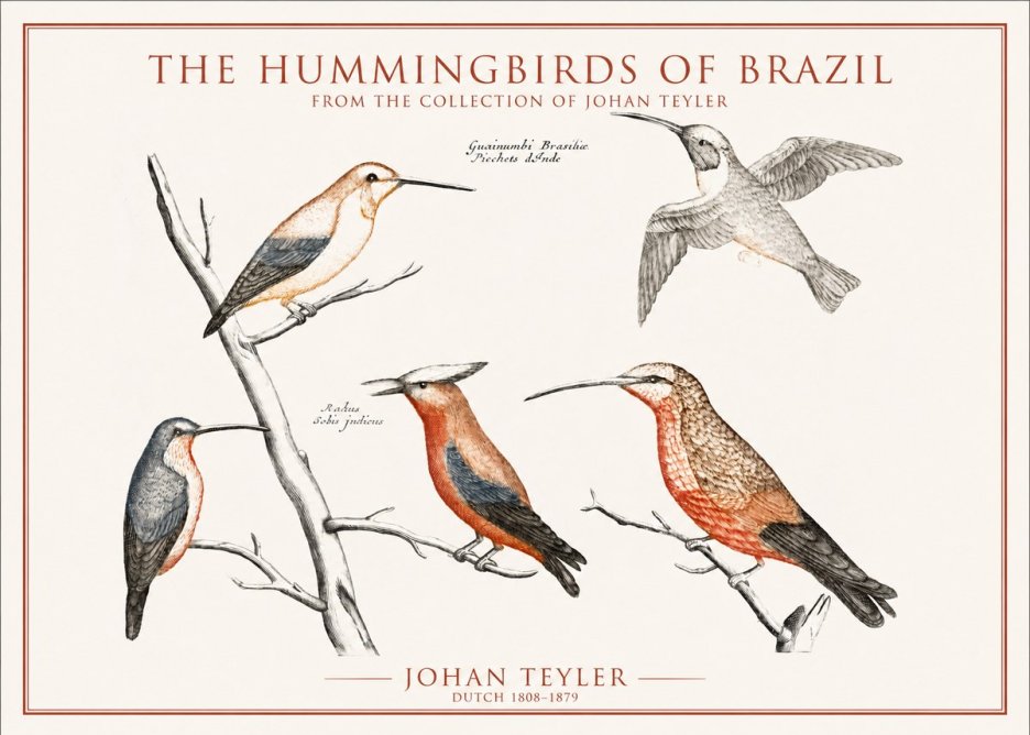 Johan Teyler The Hummingbirds of Brazil from the Collection of Johan Teyler No1 - Poszter