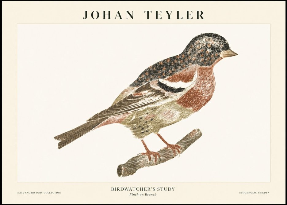 Johan Teyler Finch on Branch No1 - Poszter