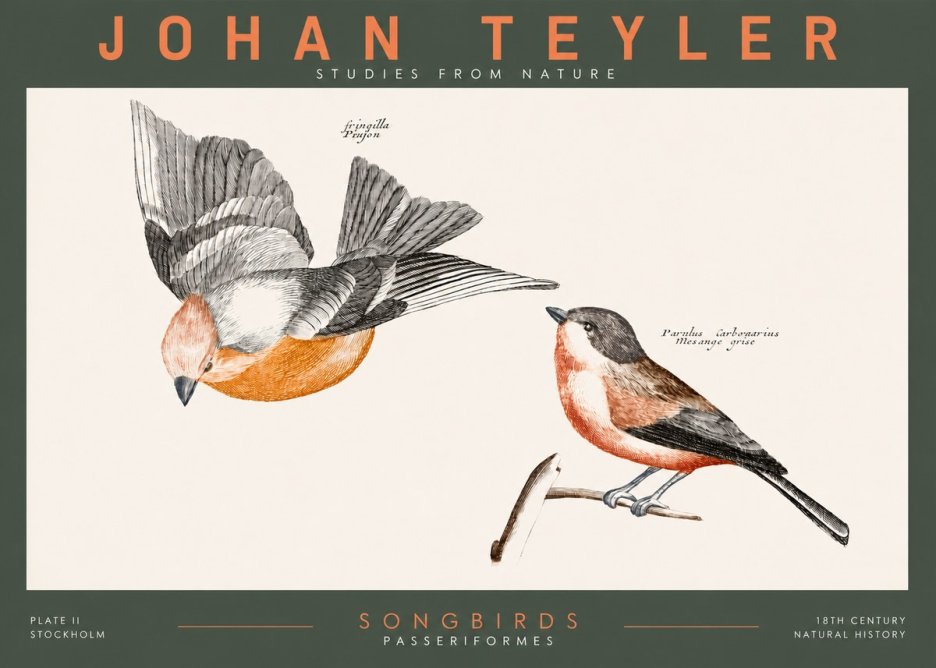 Johan Teyler Songbirds - Plate Ii No2 - Poszter