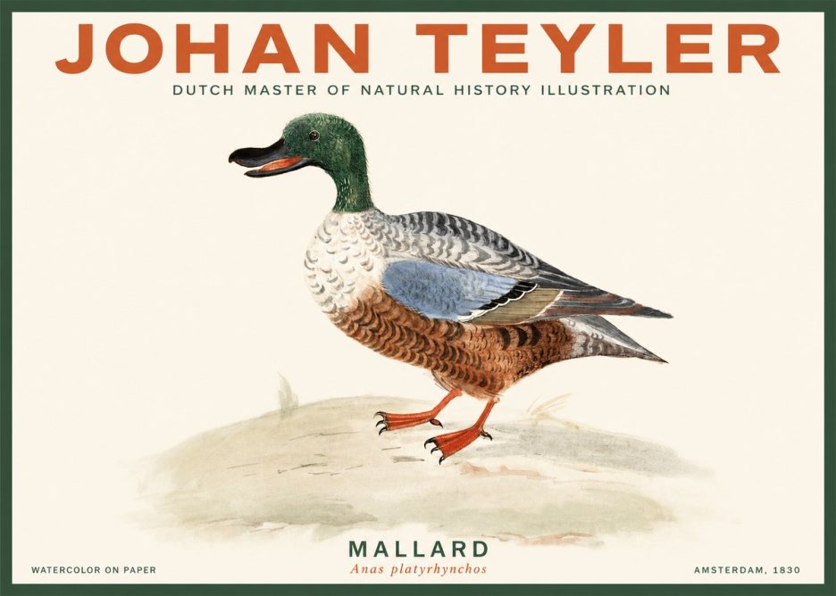 Johan Teyler A Study of a Duck No3 - Poszter