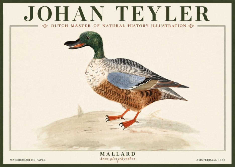 Johan Teyler A Study of a Duck No5 - Poszter