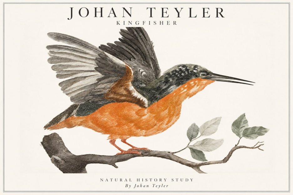 Johan Teyler Kingfisher No1 - Poszter