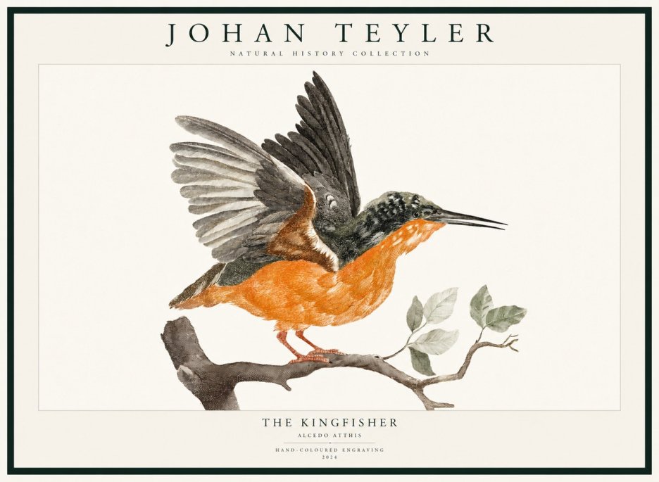 Johan Teyler Kingfisher No3 - Poszter