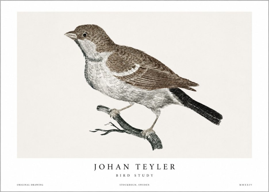 Johan Teyler Bird Study II No1 - Poszter