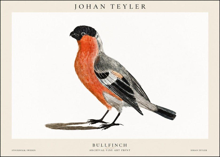 Johan Teyler Bullfinch No1 - Poszter