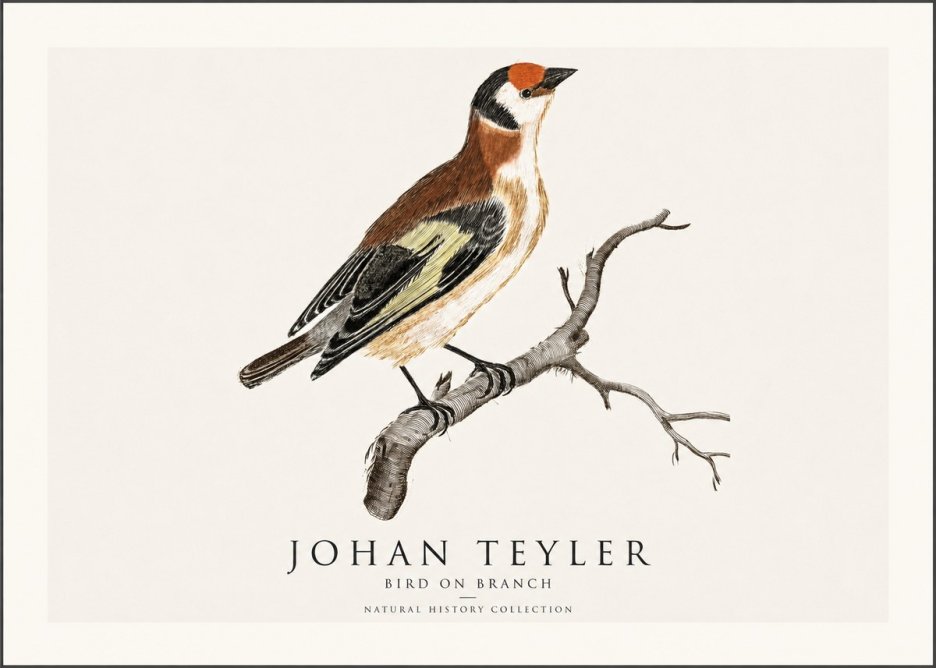 Johan Teyler Song of the Finch No2 - Poszter
