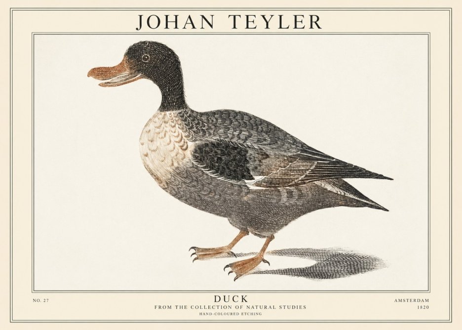 Johan Teyler Duck I No1 - Poszter