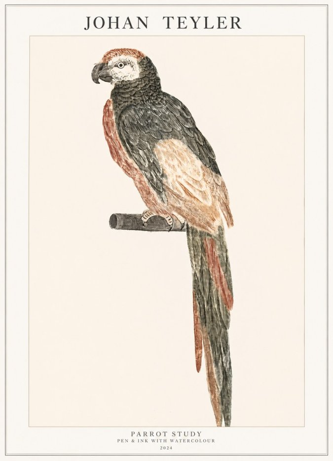 Johan Teyler Parrot Study II No1 - Poszter