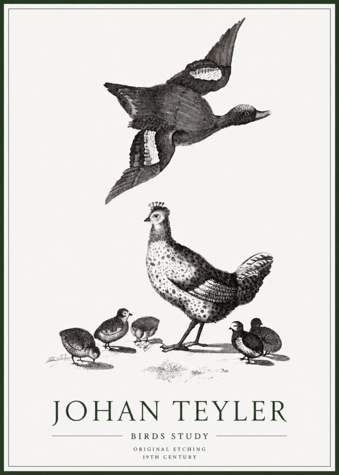 Johan Teyler Birds Study No1 - Poszter