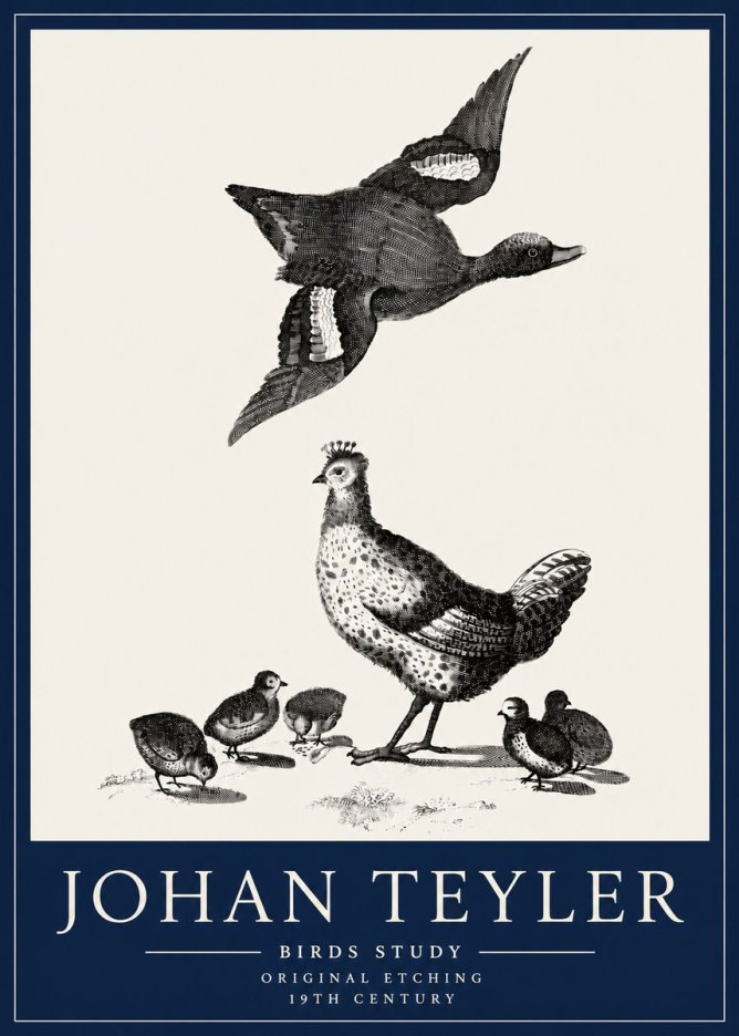 Johan Teyler Birds Study No3 - Poszter