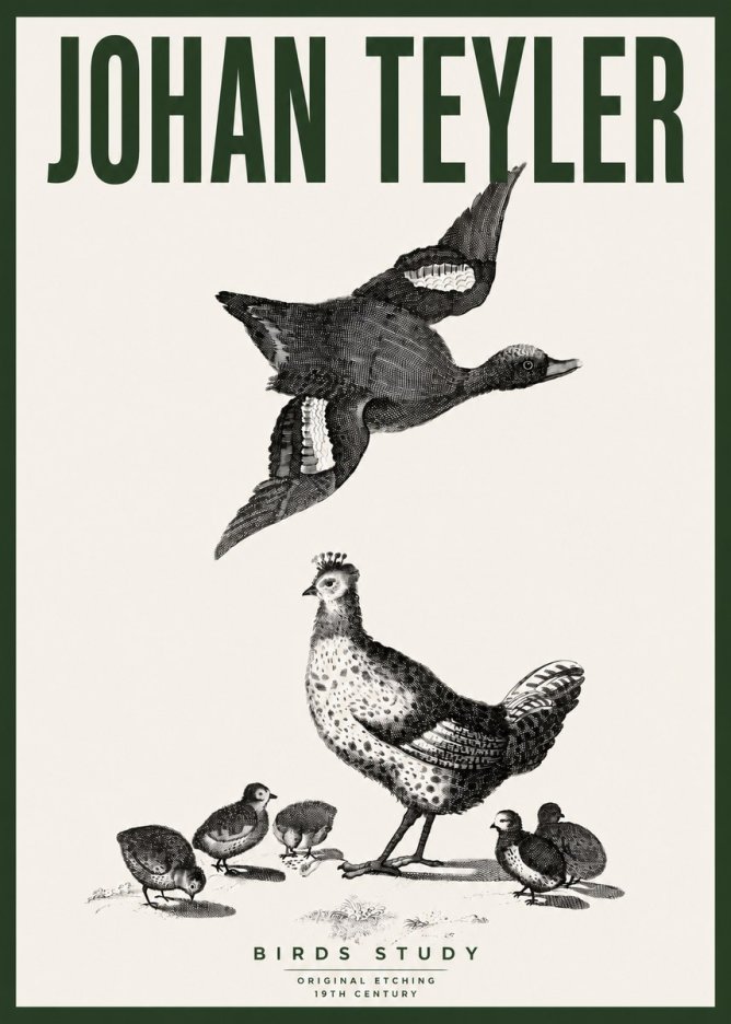 Johan Teyler Birds Study No4 - Poszter