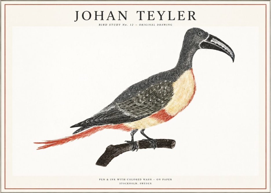Johan Teyler Bird Study No. 12 - Original Drawing No1 - Poszter