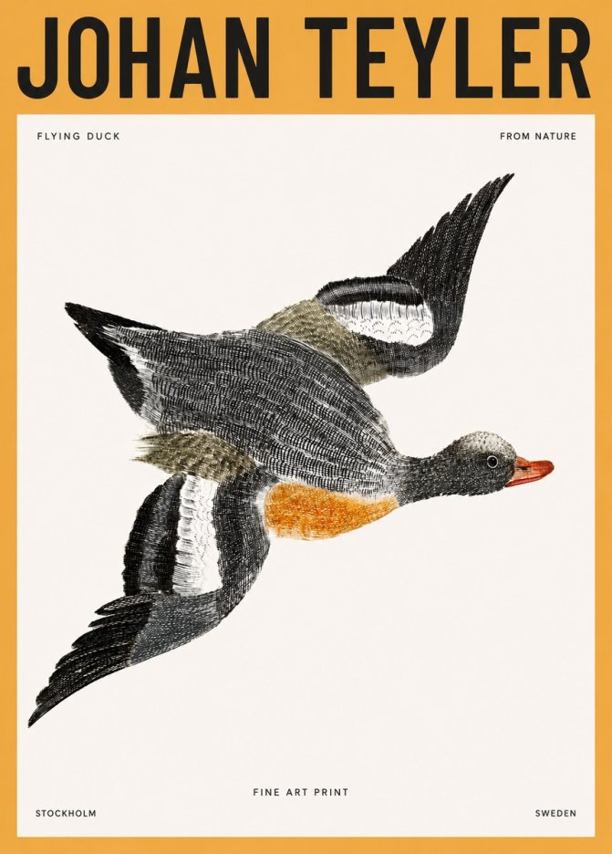 Johan Teyler Flying Duck No3 - Poszter