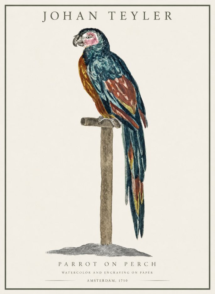 Johan Teyler Parrot on Perch No1 - Poszter