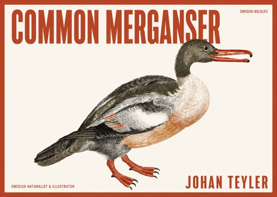 Johan Teyler Common Merganser No2 - Poszter