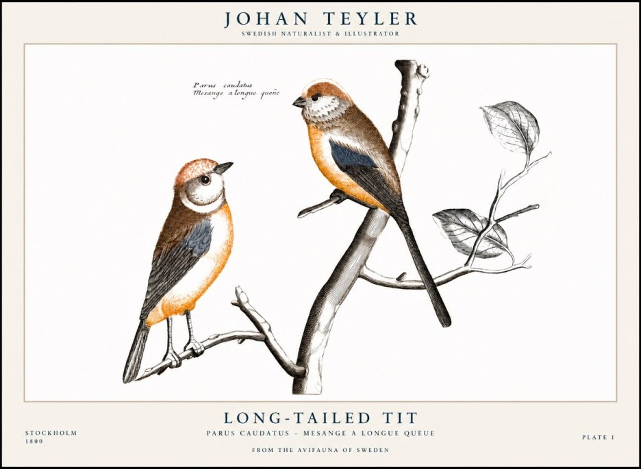 Johan Teyler Long-tailed Tit No1 - Poszter