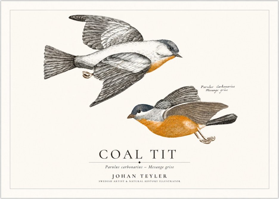 Johan Teyler Coal Tit No1 - Poszter