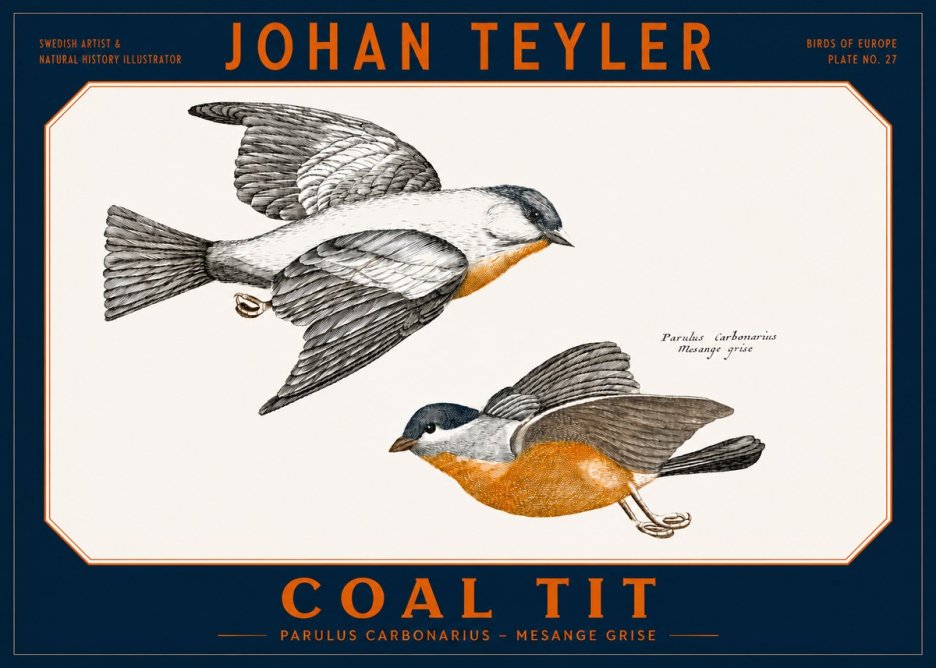 Johan Teyler Coal Tit No2 - Poszter